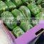 FRESH BELL PEPPER +84963818434 whatsapp