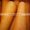 chinese Fresh Washed Carrot 150g -250g in 10kg carton