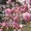2016 Newest Purple Magnolia Seeds Mulan Tree Seeds For Planting