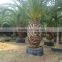 wholesale outdoor ornamental decrotive landscaping Phoenix canariensis palm trees plants