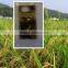 kelp seaweed extract organic fertilizer OEM products