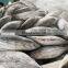 IQF WR frozen skipjack tuna good quality  for export
