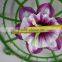 cheap big daffodils flower heads