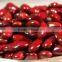 we are supply English red kidney beans with best price for sale