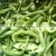 high quitlty low Price of IQF/Frozen chinese green pepper slices IQF green dices
