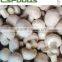 Frozen IQF White Button Mushroom Made in China