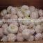 Fresh normal white garlic from cold store