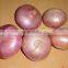 2015 crop fresh red onions for sales with market price