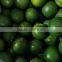 Viet Nam Seedless lime
