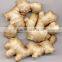 Hot sale organic 2016 fresh ginger