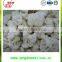 IQF Frozen Cauliflower Products