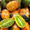 Hybrid F1 Cucumis metuliferus Seeds For Growing