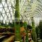Carnegiea gigantea Britton et Rose, Saguaro, pot plants, bonsais