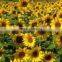 promotion striped sunflower seeds with competitive price