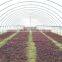 tunnel agriculture greenhouse for vegetable