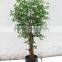 HX0101093 artificial grapevine pot tree