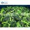 Sinocharm New Season BRC A Approved 30-50mm IQF Cut Spinach Frozen Spinach