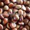 Fresh Chinese Chestnut