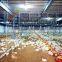 China automatic poultry equipment suppliers of poultry farming system