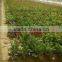 Used Greenhouse Farmland Drip Irrigation Systems