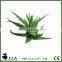 Popular Mini Artificial Aloe Plant Pick in Green for Bonsai Succulent