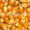 Yellow maize at low price and best quality