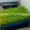 Automatic and Economy Sprouting Machine