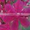 Outdoor Waterproof Artificial Sakura tree Led Lighted Tree Christmas Holiday Decorative Trees