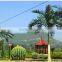 camouflaged seaweed date palm tree tower/bionic palm tree for decoration
