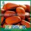 OEM Service Available Losing Weight Open Pine Nuts in Shell