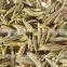 black cumin seed oil