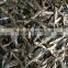 BOILED ANCHOVY FISH, BOIL ANCHOVY FOR EXPORT/ IMPORT (Email: katherine.vilaconic@gmail.com , Viber, Whatsapp: +841687264621)