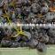 Grade A Fresh Red grapes, White grapes, Black grapes, Seedless grapes