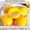 425g*24 Fresh Canned Yellow Peach From New Crop