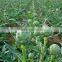 High quality Artichoke seeds Cynara scolymus seeds for growing-Seeds Sale