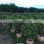 Ornamental Golden Ficus Microcarpa