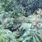 Dimocarpus longan Lour Seedling