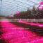 New arriver 30w 50w100w greenhouse led flood light for commercial plant grow