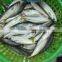 frozen pacific mackerel fish newest