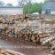 White birch logs, Baltic Birch logs, Latvia Birch logs