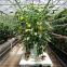 Hydroponic Greenhouse for Tomato with Stone Wool Substrate