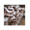 mushroom growing equipment Horizontal/Vertical bag filling machine