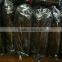 Dried Seaweed Nori,onigiri nori,sea moss In China
