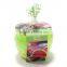 Latest Design soccer gifts DIY mini bonsai gifts for girls 12 years , funny gifts for doctors