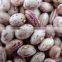 China light speckelkidney beans with high quality for sale