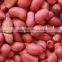 Indian Long Shape Peanuts / Peanut Kernel Bold 50-60 COUNT