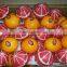 FRESH STYLE lemon and Navel / Valencia Oranges in Egypt