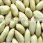 50/60 BLANCHED GROUNDNUT KERNEL FROM INDIA