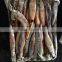 2016 delicious fresh seafood illex squid 200g-300g for market