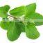 TULSI POWDER EXTRACT